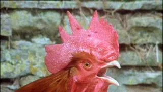 Tajemství zvířecího těla