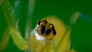 Tajemství zvířecího těla