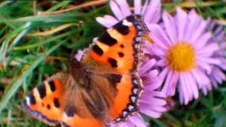 Tajemství zvířecího těla