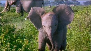 Tajemství zvířecího těla