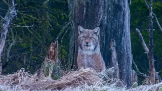 Kouzelné hory v srdci Německa