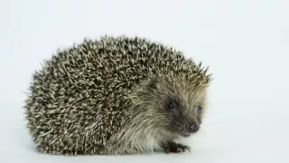 Stretnutie s ježkom