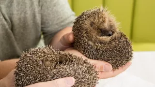 Stretnutie s ježkom