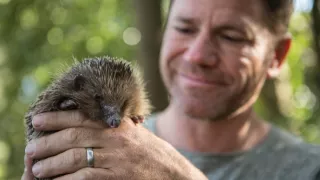 Stretnutie s ježkom