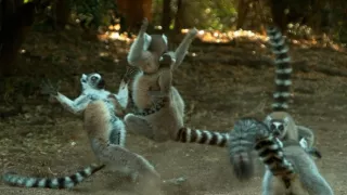 Kráľovstvo divočiny: Lemury kata, Madagaskar