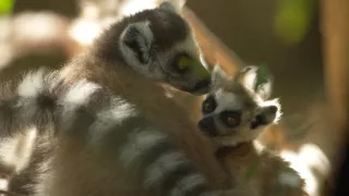 Kráľovstvo divočiny: Lemury kata, Madagaskar