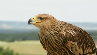 Nebeskí lovci: Jastraby, myšiaky a orly