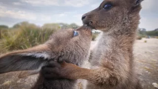 Zázračná planéta: Špióni v prírode (3/4)