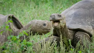 Zázračná planéta: Špióni v prírode (3/4)