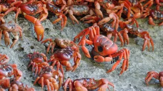 Zázračná planéta: Špióni v prírode (3/4)