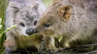 Zázračná planéta: Špióni v prírode (3/4)
