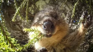 Zázračná planéta: Špióni v prírode (3/4)