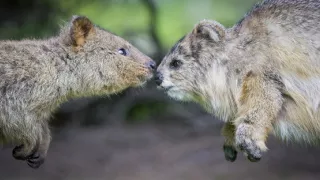 Zázračná planéta: Špióni v prírode (3/4)