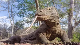 Zázračná planéta: Špióni v prírode (3/4)