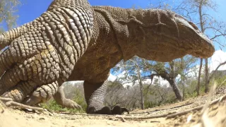 Zázračná planéta: Špióni v prírode (3/4)