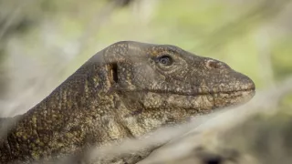 Zázračná planéta: Špióni v prírode (3/4)