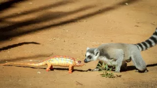 Zázračná planéta: Špióni v prírode (3/4)