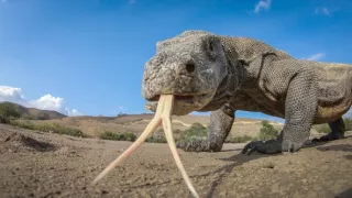 Zázračná planéta: Špióni v prírode (3/4)