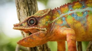 Zázračná planéta: Špióni v prírode (3/4)