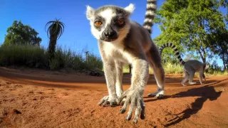 Zázračná planéta: Špióni v prírode (3/4)