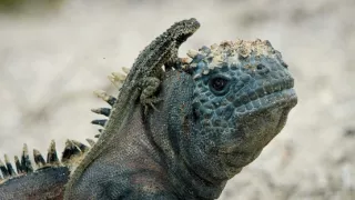 Zázračná planéta: Špióni v prírode (3/4)