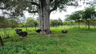 Po jednej stope do Afriky (13/17)