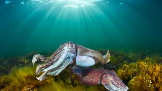 Zvierací Einsteinovia (5/6)