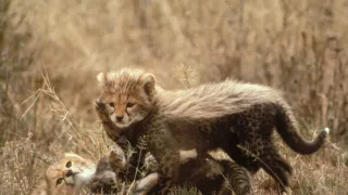 Zvierací Einsteinovia (5/6)