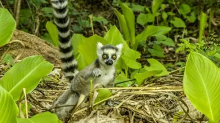 Zázraky divočiny: Madagaskar (1)