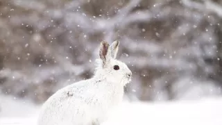 Život v kráľovstve snehu