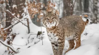Život v kráľovstve snehu
