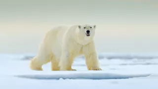 Život v kráľovstve snehu