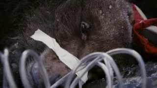 Superschopnosti medveďov