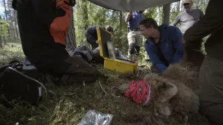 Superschopnosti medveďov