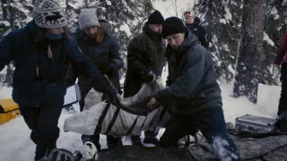 Superschopnosti medveďov