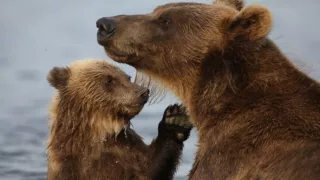 Superschopnosti medveďov