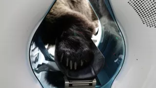 Superschopnosti medveďov