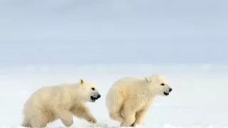 Zázračná planéta: Medvieďatá na snehu