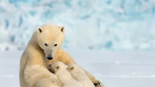 Zázračná planéta: Medvieďatá na snehu