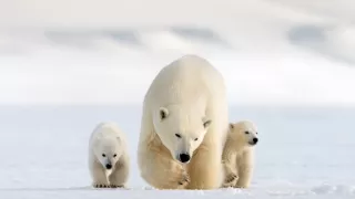 Zázračná planéta: Medvieďatá na snehu