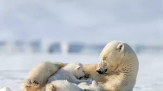 Zázračná planéta: Medvieďatá na snehu