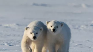 Zázračná planéta: Medvieďatá na snehu