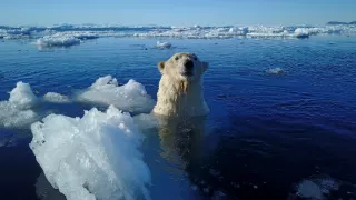 Zázračná planéta: Medvieďatá na snehu