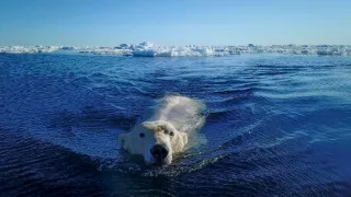 Zázračná planéta: Medvieďatá na snehu