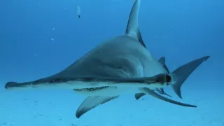 Tváří v tvář žralokům (4)