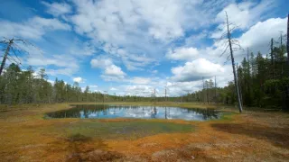 Tajemné kouzlo bažin (2)