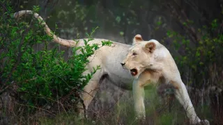 Biele levy - zrodené v divočine (2/2)