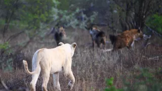 Biele levy - zrodené v divočine (2/2)