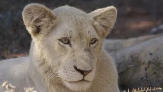 Biele levy - zrodené v divočine (2/2)