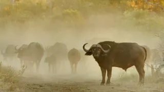 Biele levy - zrodené v divočine (2/2)